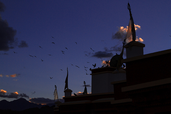 Coming Home to Roost, Leh