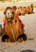 Bactrian Camels, Nubra Valley